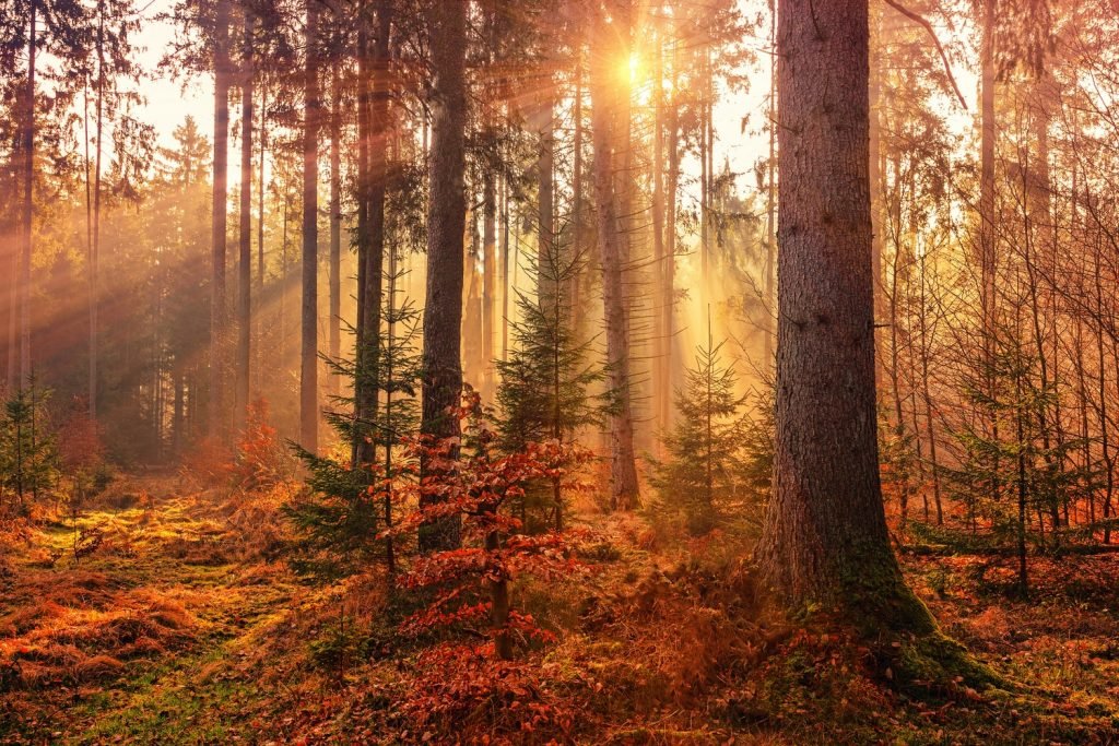 Croatia Autumn Golden Forest