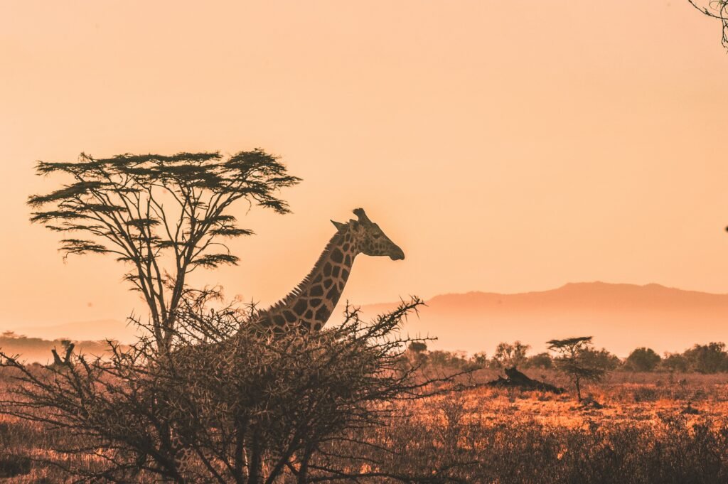 Giraffe harshil-gudka-unsplash