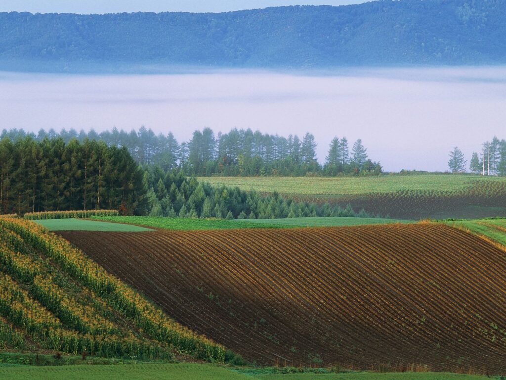 Hokkaido Tourism - Biei field summer2