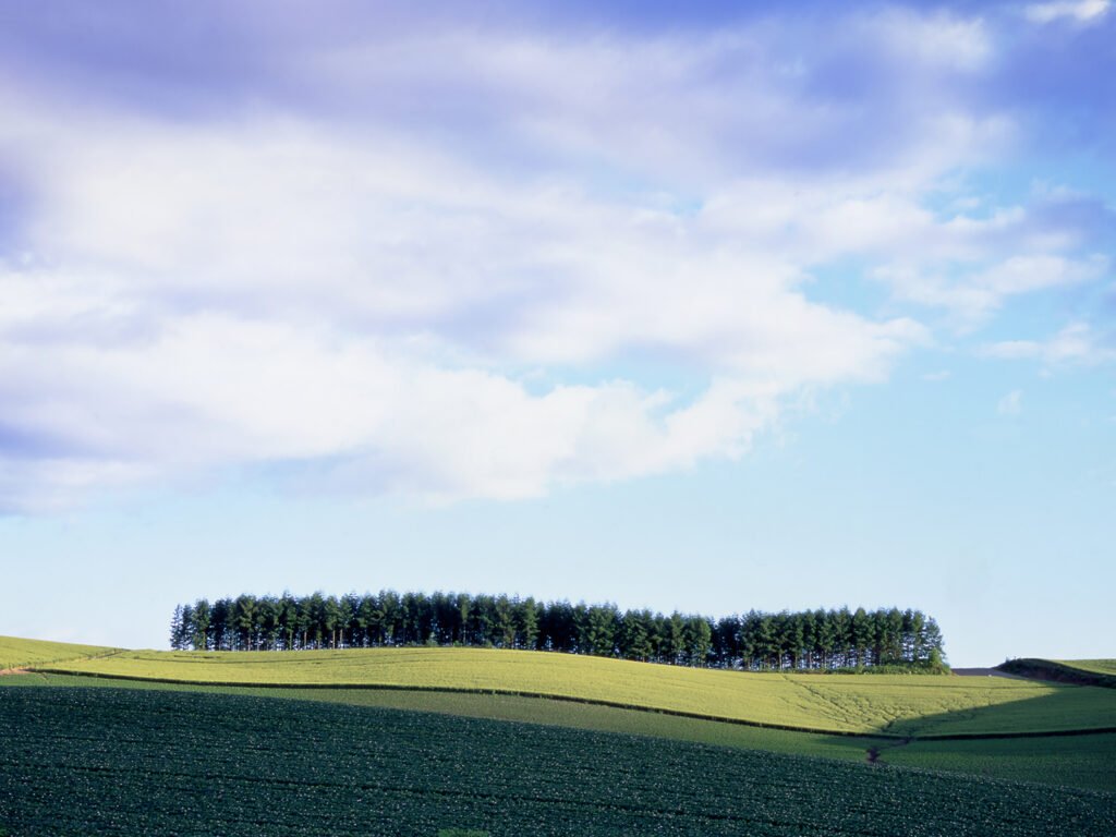 Hokkaido Tourism - Biei larch trees