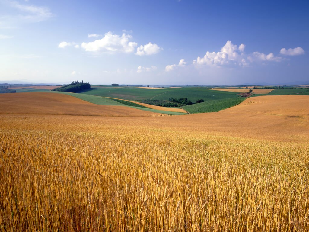 Hokkaido Tourism - Biei wheat field