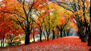 Autumn foliage on Naejangsan Mountain