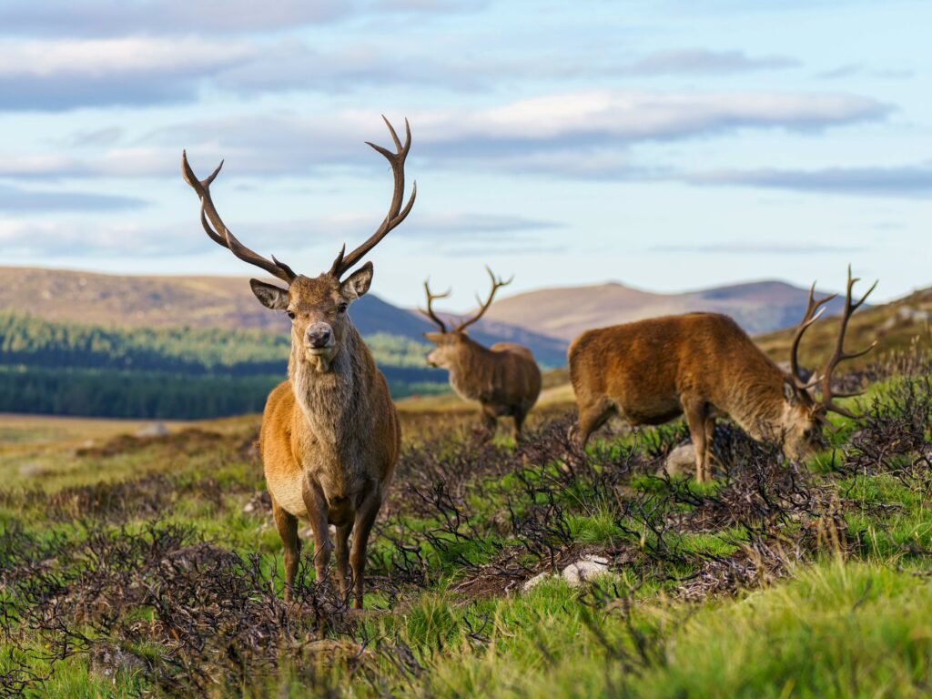 SCOTLAND reindeers Loch Muick martin-bennie-unsplash